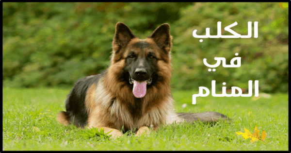 تفسير حلم الكلب في المنام