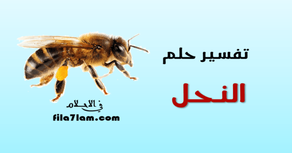تفسير حلم النحل في المنام
