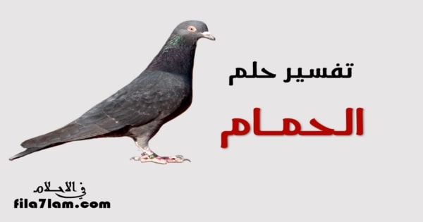 تفسير حلم الحمام