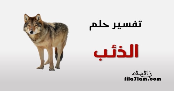 تفسير حلم الذئب