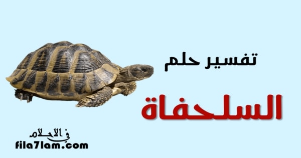 تفسير حلم السلحفاة