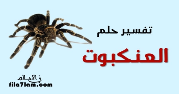 تفسير حلم العنكبوت