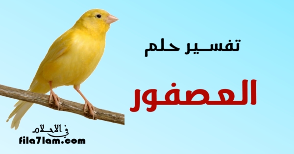تفسير حلم العصفور في المنام