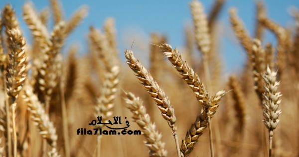 تفسير حلم القمح