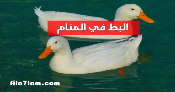 تفسير حلم البط في المنام