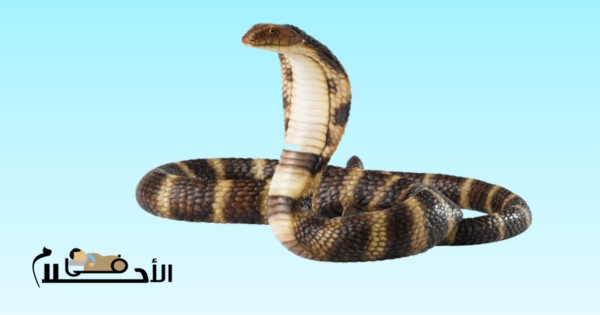 تفسير حلم ثعبان يلاحقني