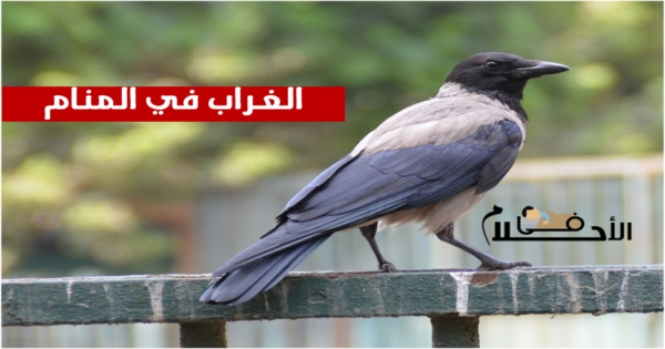 تفسير حلم الغراب في المنام