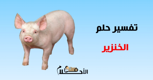 رؤية الخنزير في المنام