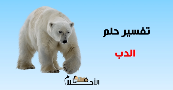 تفسير حلم الدب في المنام