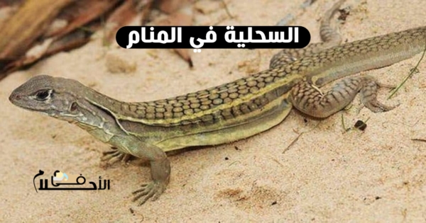 تفسير حلم السحليه في المنام