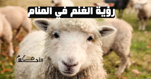 رؤية الغنم في المنام