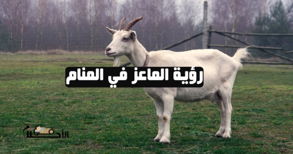 رؤية الماعز في المنام