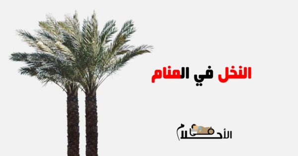 تفسير حلم النخل في المنام