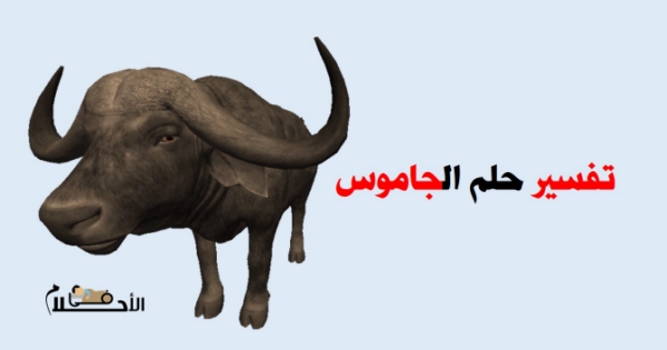تفسير حلم الجاموس في المنام