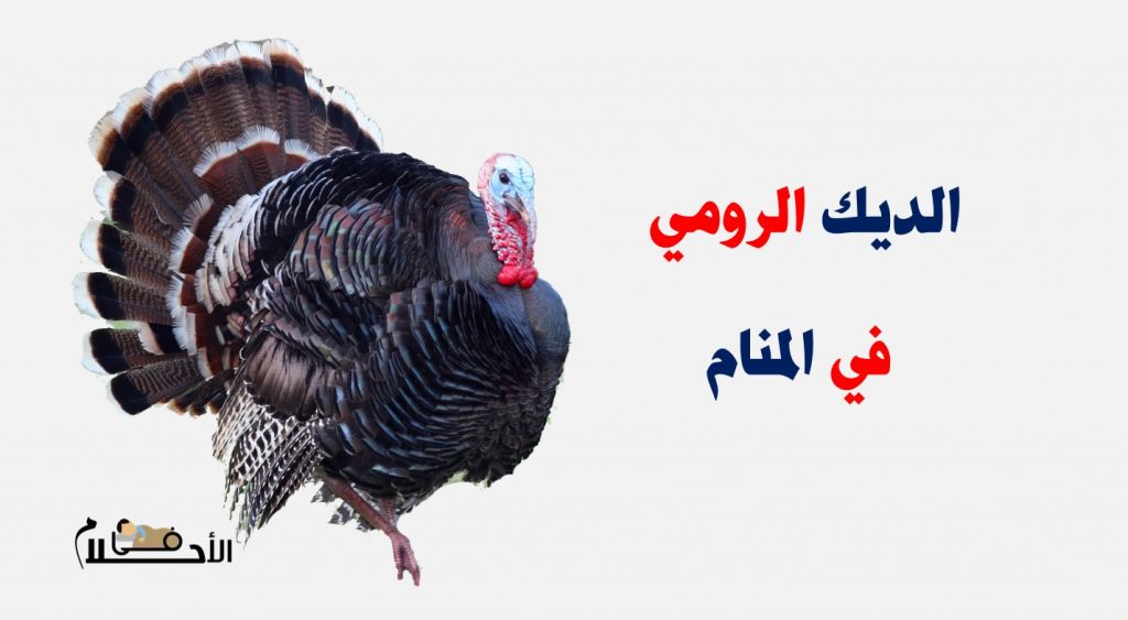 تفسير حلم الديك الرومي