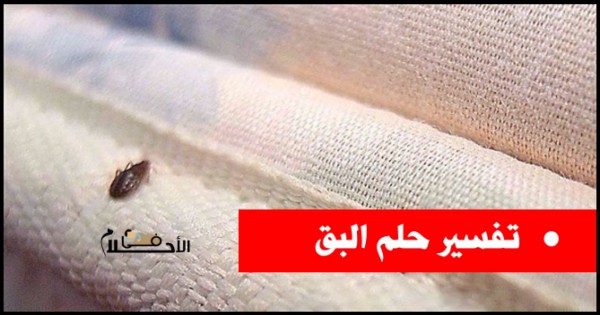 تفسير حلم البق