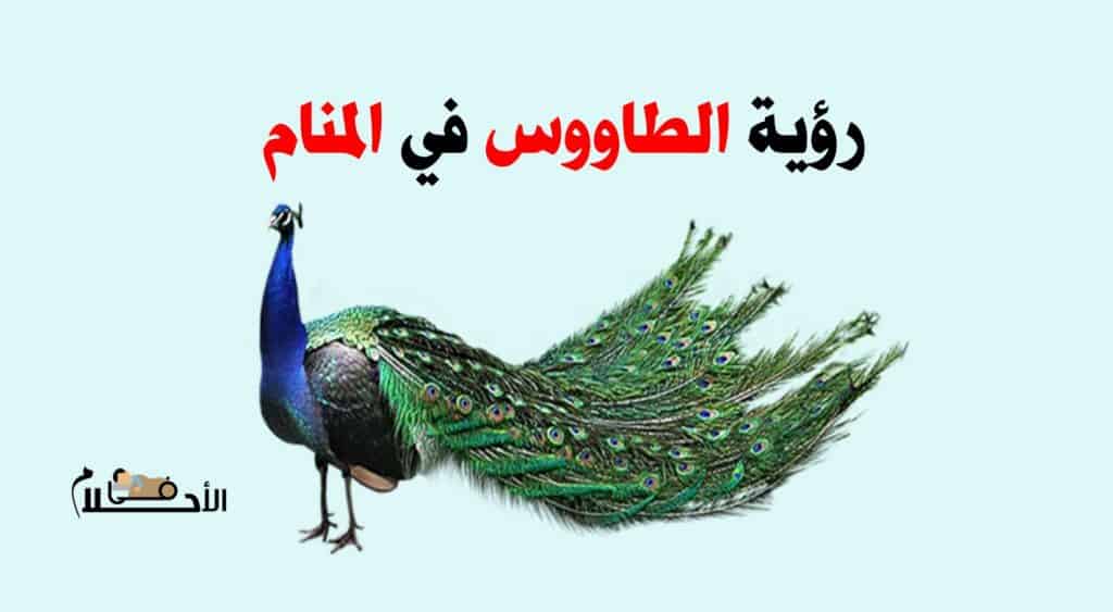 رؤية الطاووس في المنام