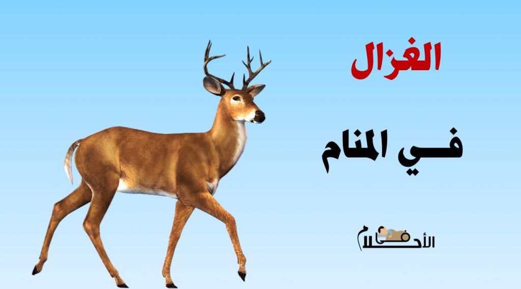 رؤية الغزال في المنام