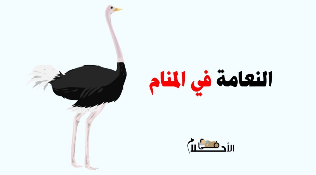 تفسير حلم النعامة