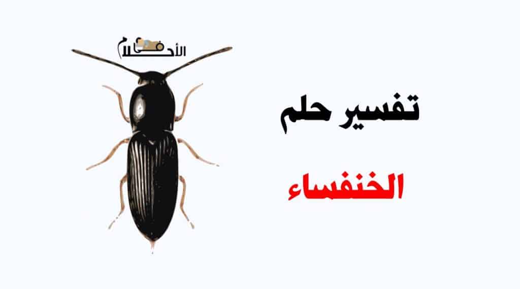 تفسير حلم الخنفساء