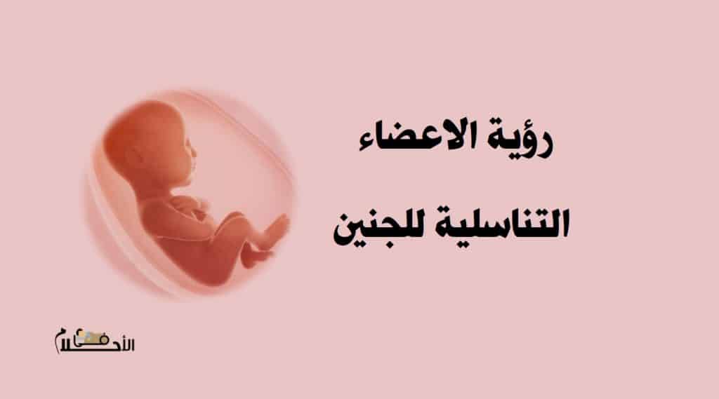 تفسير حلم رؤية اعضاء التناسلية للجنين للحامل