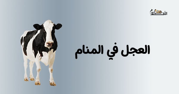 تفسير حلم العجل