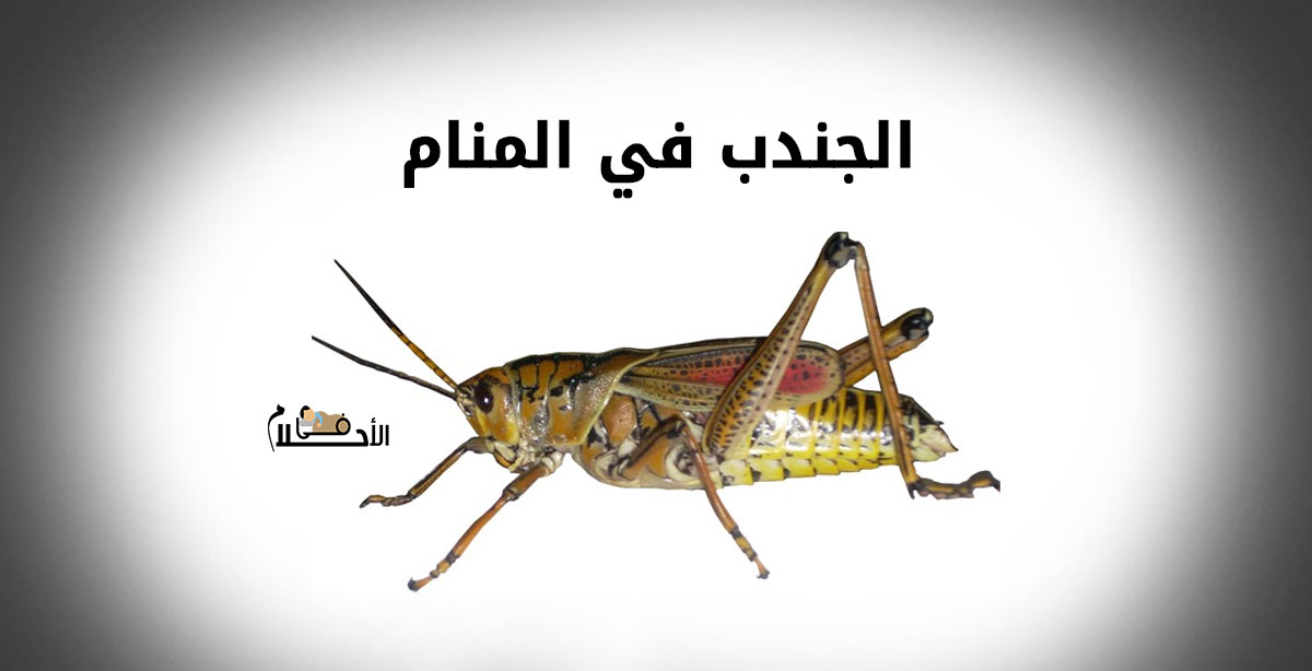 الجندب في المنام