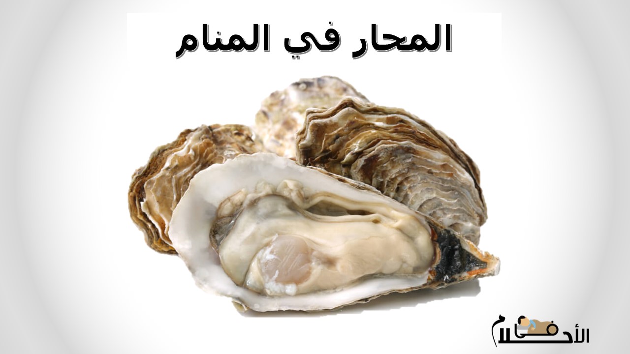 المحار في المنام