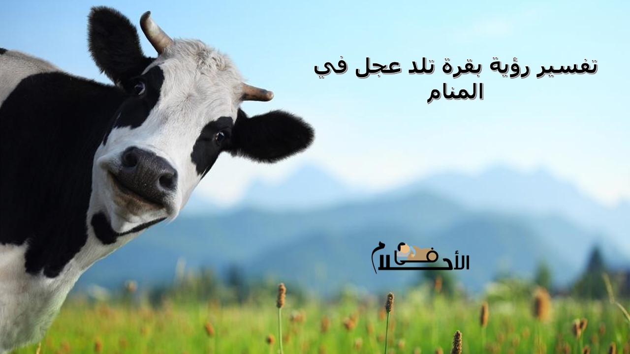 تفسير رؤية بقرة تلد عجل في المنام