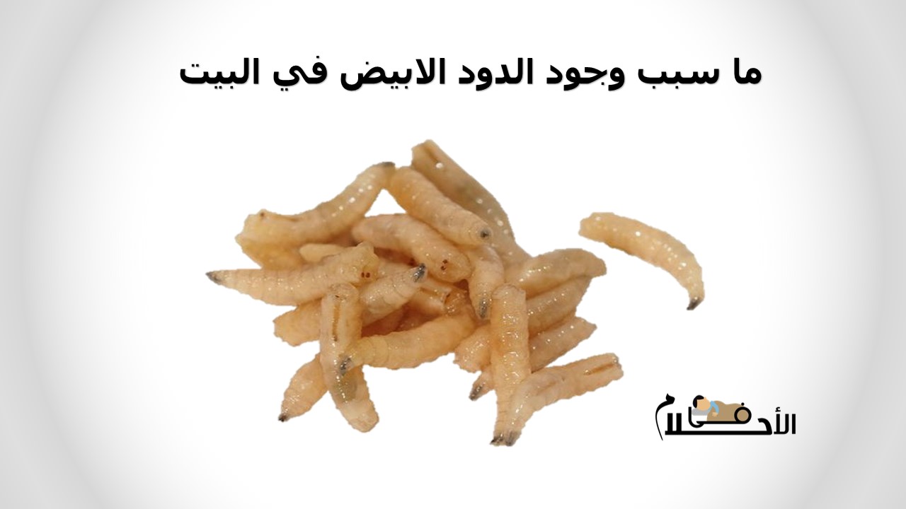 ما سبب وجود الدود الابيض في البيت