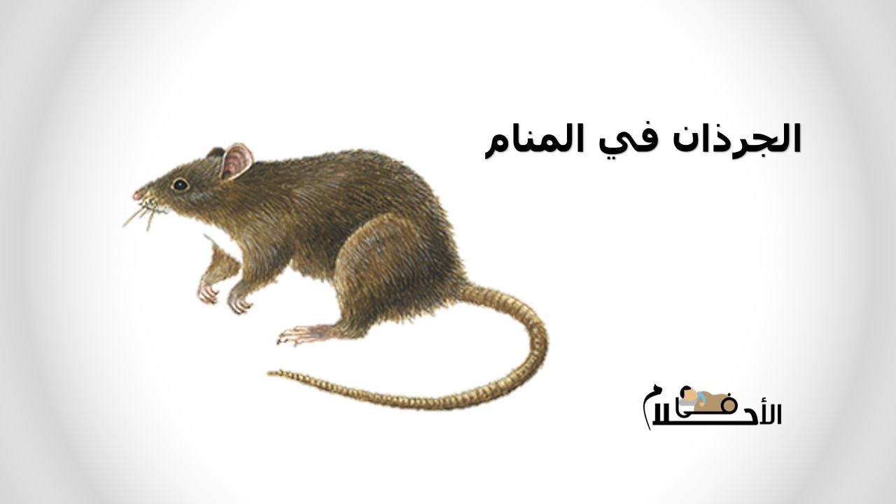 الجرذان في المنام