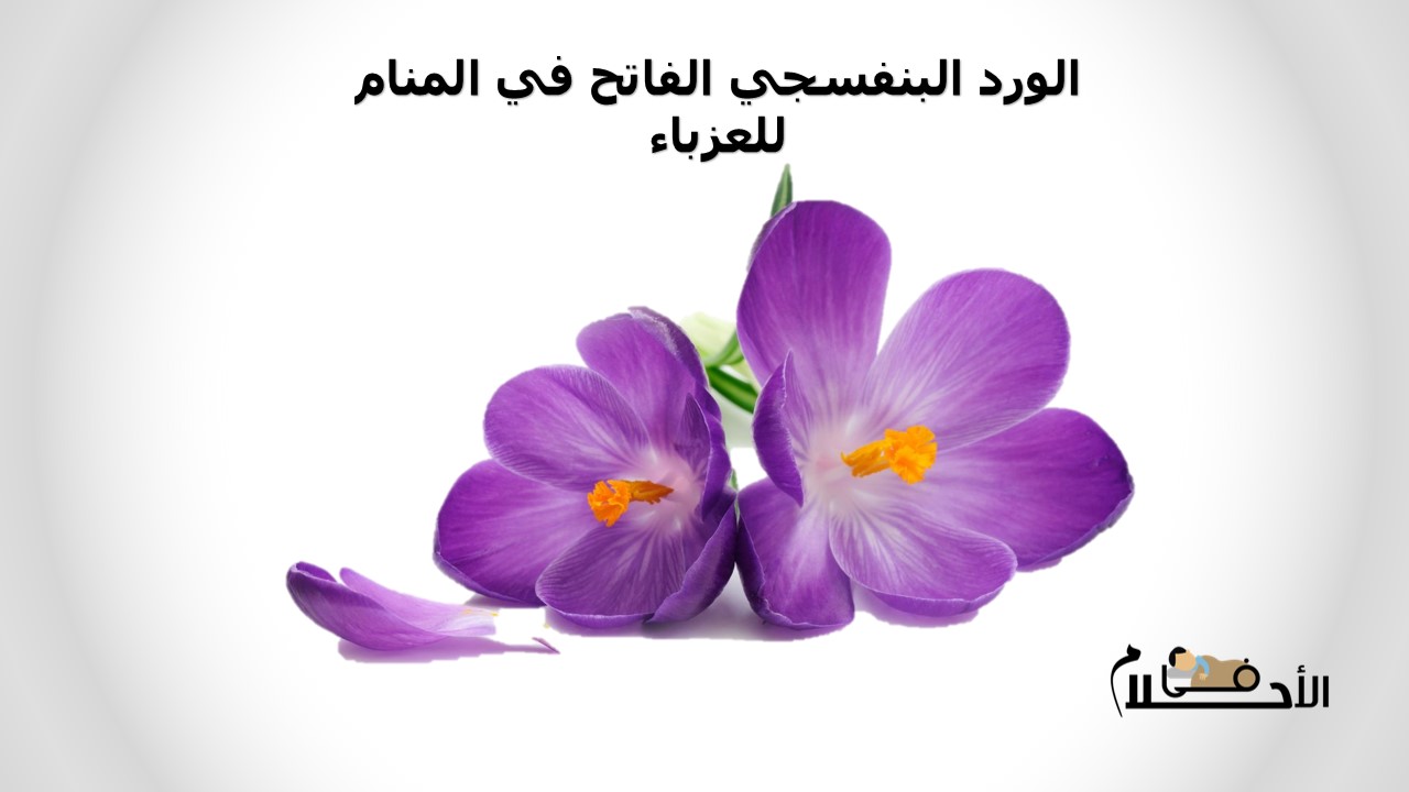 الورد البنفسجي الفاتح في المنام للعزباء