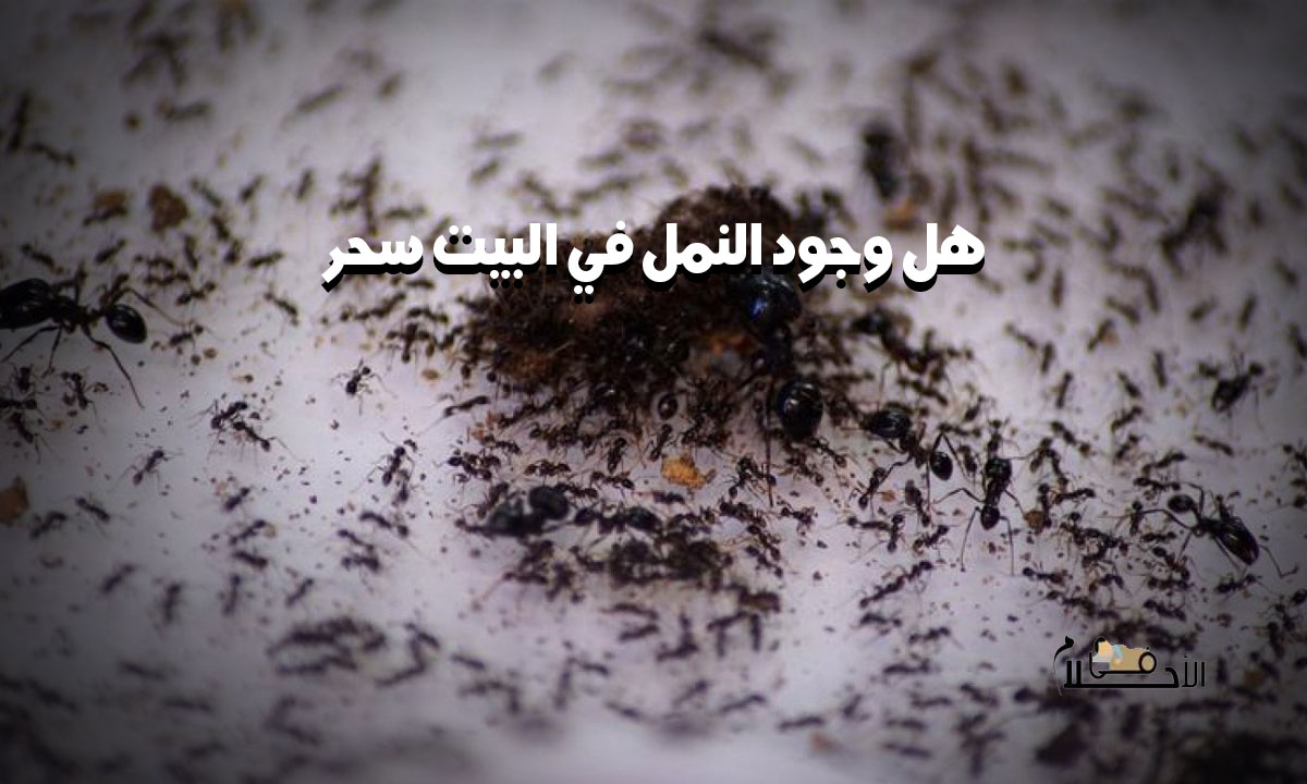 هل وجود النمل في البيت يدل على السحر