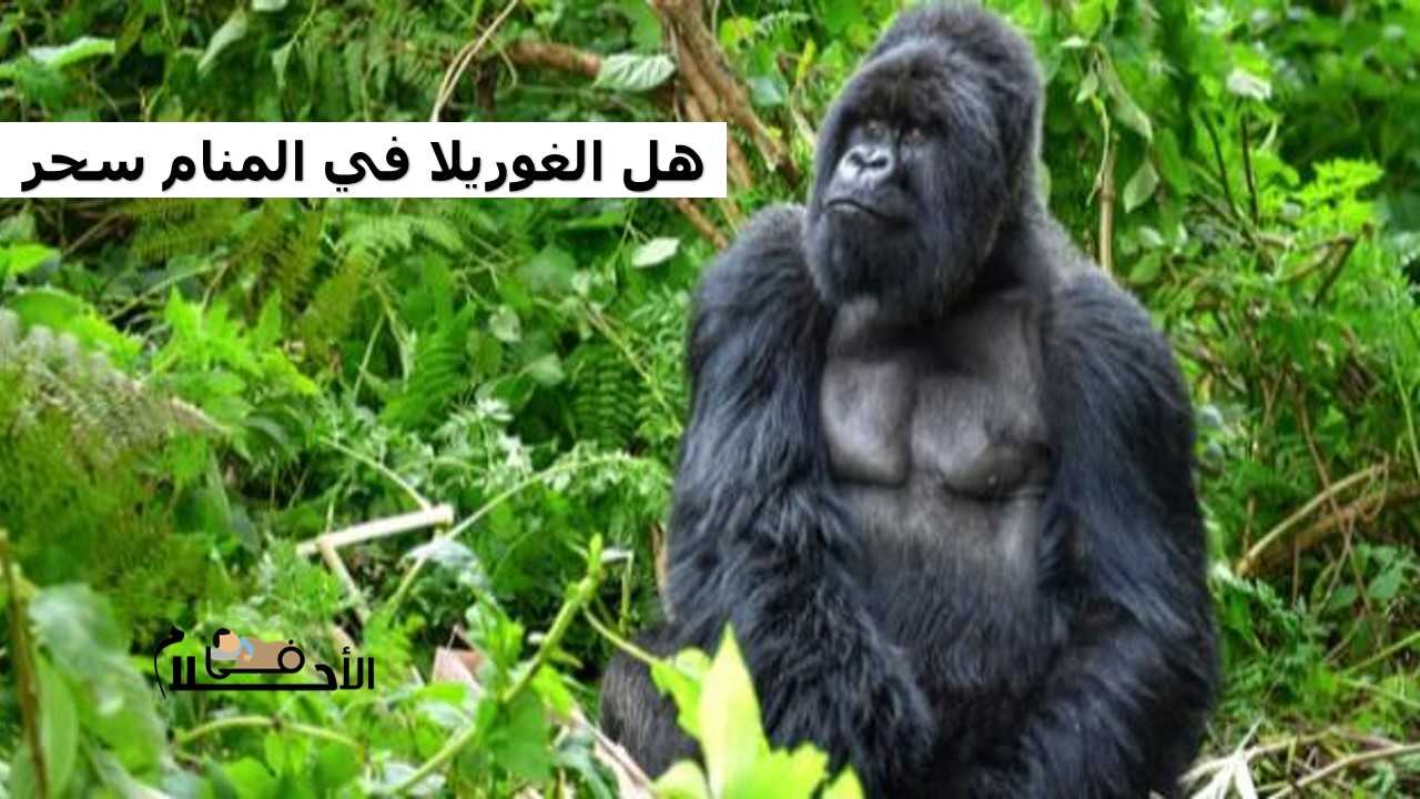 هل الغوريلا في المنام سحر