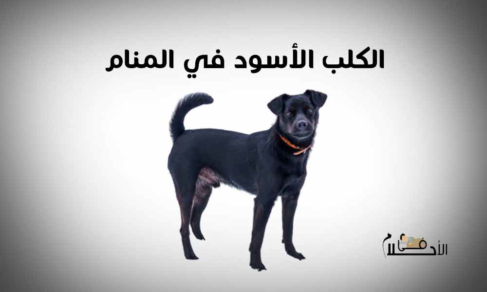 الكلب الأسود في المنام