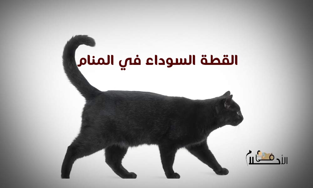 القطة السوداء في المنام