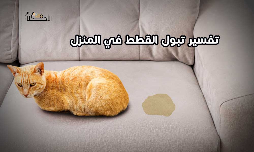 تفسير تبول القطط في المنزل
