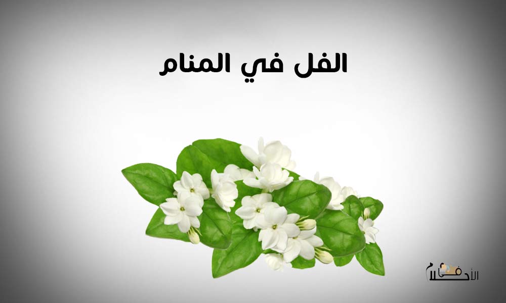 الفل في المنام
