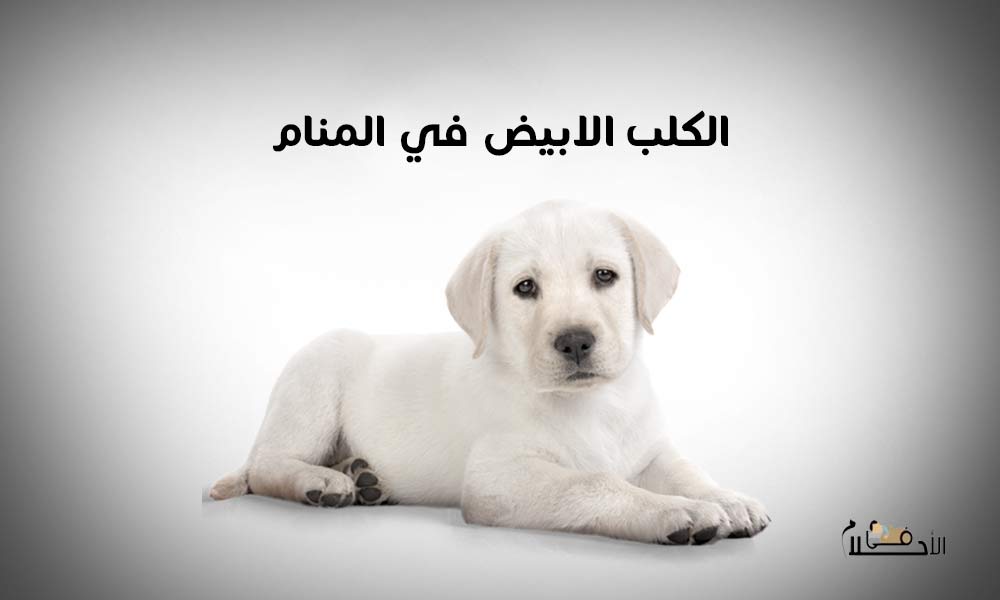 الكلب الابيض في المنام