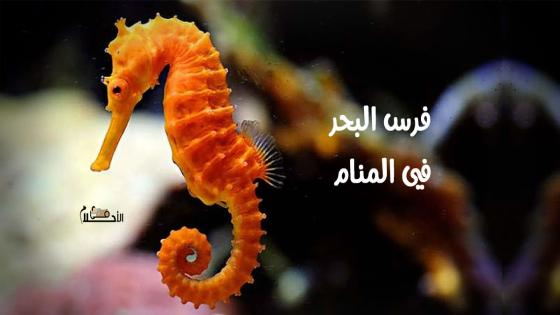 فرس البحر في المنام