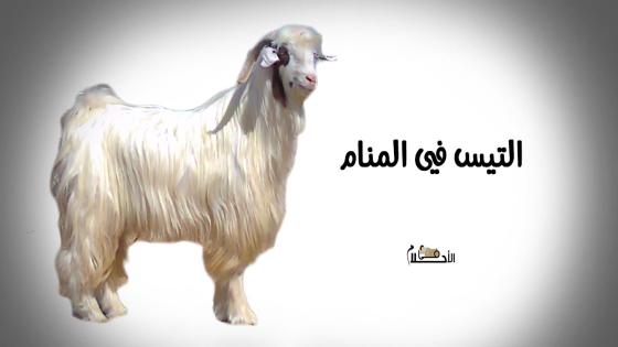 التيس في المنام