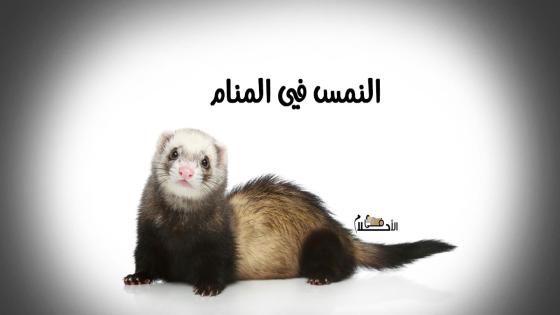 النمس في المنام