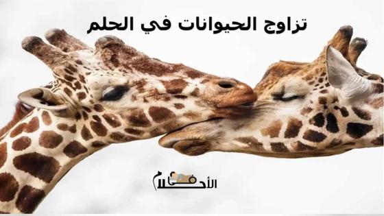 تزاوج الحيوانات في الحلم