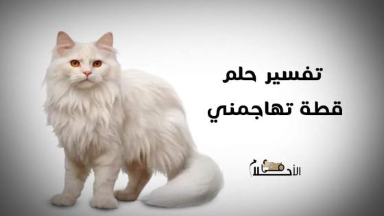 تفسير حلم قطة تهاجمني