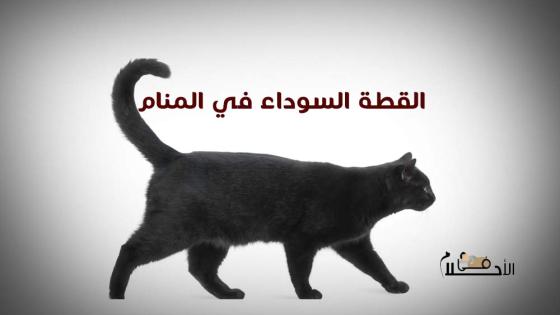 القطة السوداء في المنام