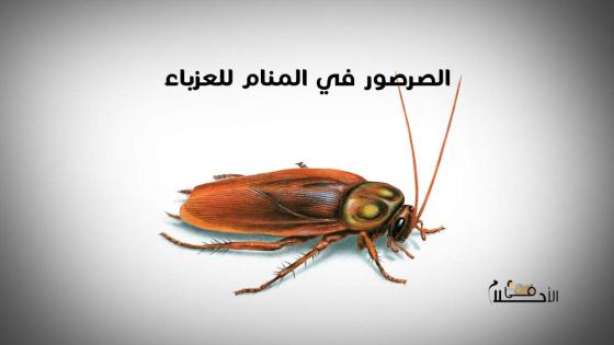 الصرصور في المنام للعزباء