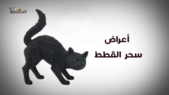 أعراض سحر القطط