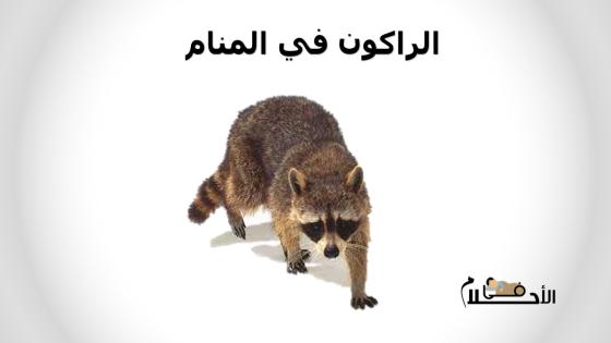 الراكون في المنام