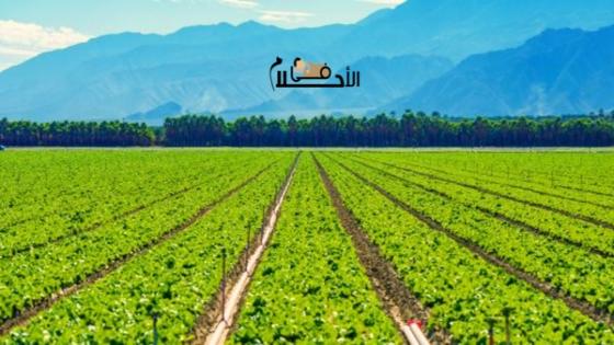الزرع في المنام