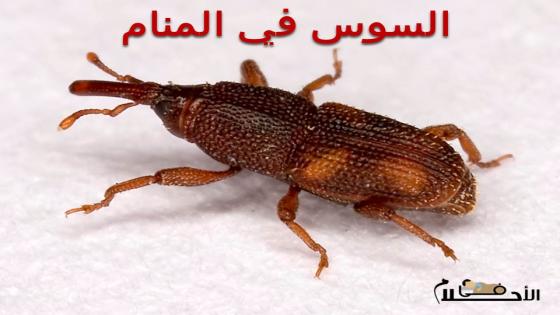 السوس في المنام